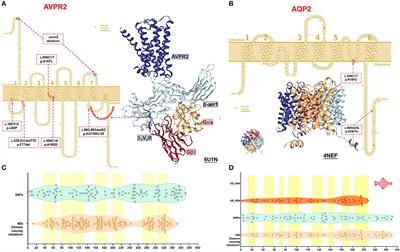 Integrating Population Variants and Protein Structural Analysis to Improve Clinical Genetic Diagnosis and Treatment in Nephrogenic Diabetes Insipidus